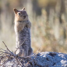 Golden Mantled ground squirrel-02