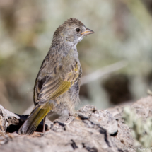 Green-tailed Towhee-02