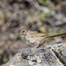 Green-tailed Towhee-04