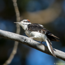 Hairy Woodpecker-01