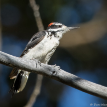 Hairy Woodpecker-02