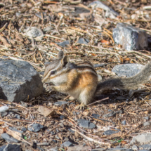 Lodgepole chipmunk-01