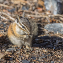 Lodgepole chipmunk-02