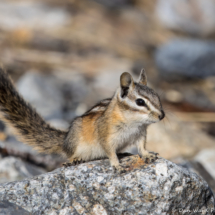 Lodgepole chipmunk-03