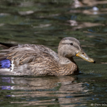 Mallard-03