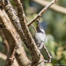 Mountain Chickadee-01