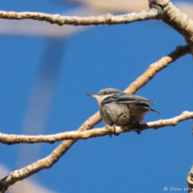 Pygmy Nuthatch-01