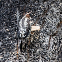 Red-breasted Sapsucker-01