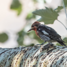 Red-breasted Sapsucker-03