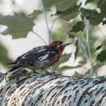 Red-breasted Sapsucker-04