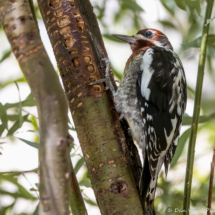 Red-breasted Sapsucker-05