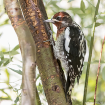 Red-breasted Sapsucker-06