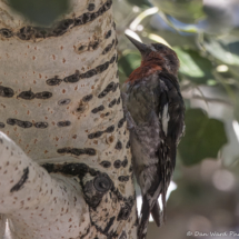 Red-breasted Sapsucker-08