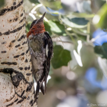 Red-breasted Sapsucker-09