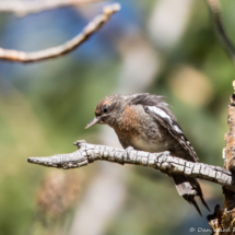 Red-breasted Sapsucker-10