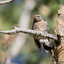 Red-breasted Sapsucker-12