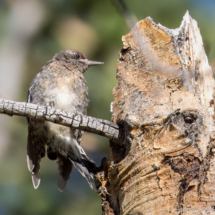 Red-breasted Sapsucker-13