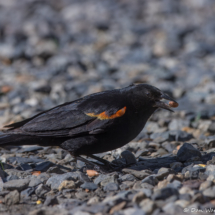 Red-winged Blackbird-01