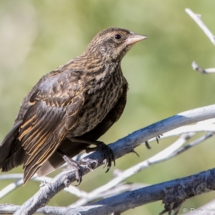 Red-winged Blackbird-Immature-02