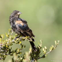 Red-winged Blackbird-Immature-03