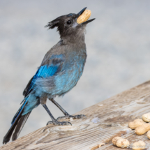 Steller's Jay-01