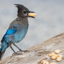 Steller's Jay-02