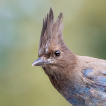 Steller's Jay-04