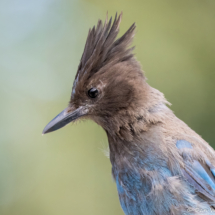 Steller's Jay-05