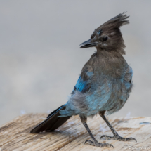 Steller's Jay-06