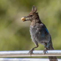 Steller's Jay-07