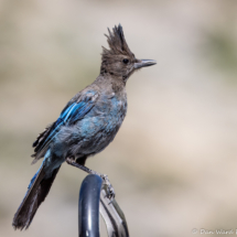 Steller's Jay-08