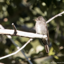 Western-wood Pewee-04