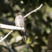 Western-wood Pewee-05