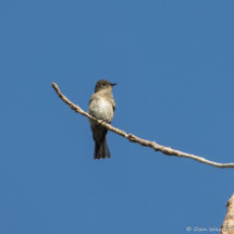 Western-wood Pewee-06