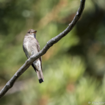 Western-wood Pewee-07