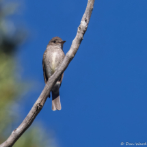 Western-wood Pewee-08