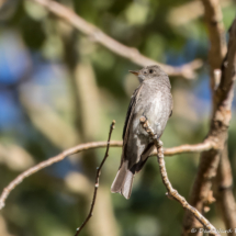 Western-wood Pewee-10