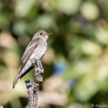 Western-wood Pewee-11