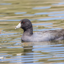 American Coot-01