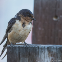 Barn Swallow-01