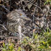 Black-crowned Night Heron-03