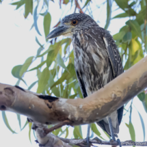 Black-crowned Night Heron-03