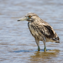 Black-crowned Night Heron-04