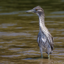 Black-crowned Night Heron-05