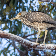 Black-crowned Night Heron-06