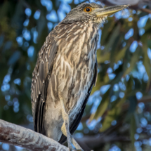 Black-crowned Night Heron-07