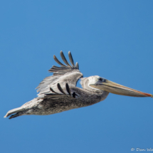 Brown Pelican-03