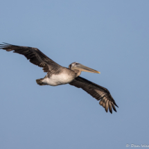 Brown Pelican-03