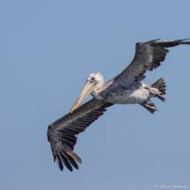 Brown Pelican-04