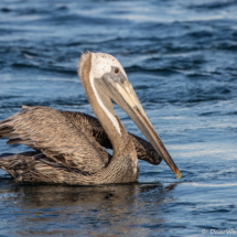 Brown Pelican-05